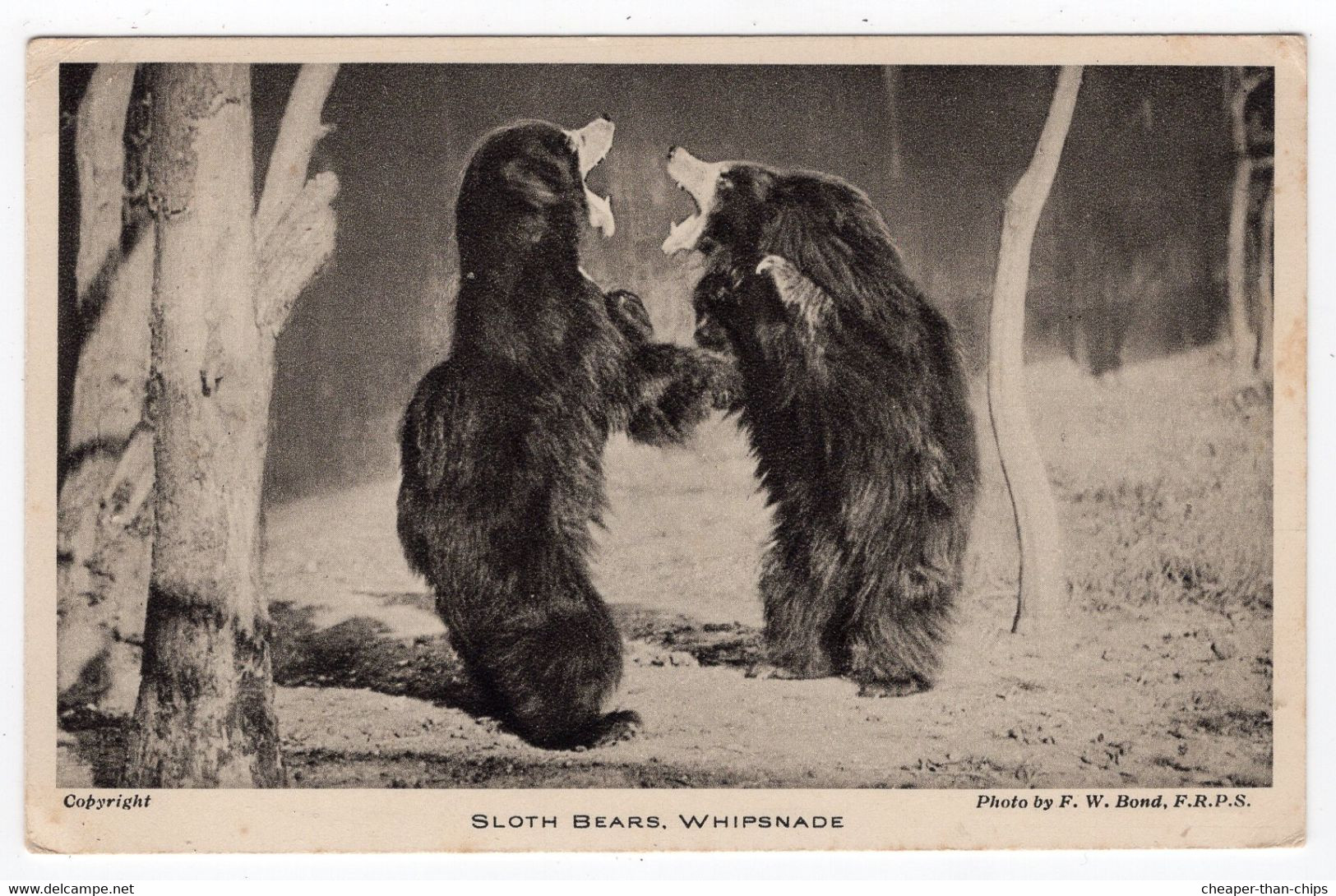 WHIPSNADE - Sloth Bears - Photo. Bond - Zebras