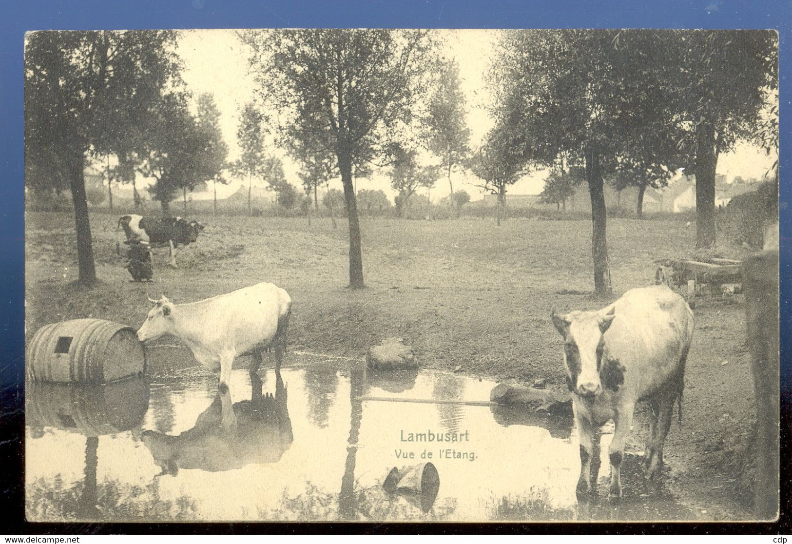 Cpa Lambusart  Vaches   1907 - Fleurus