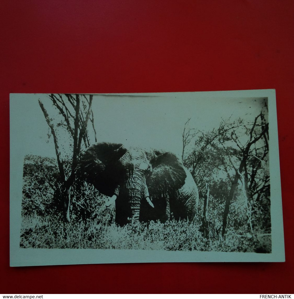 CARTE PHOTO  ELEPHANT - Olifanten