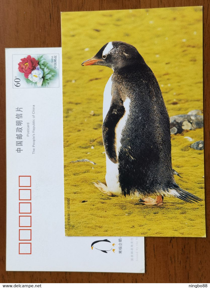 China 2000 Antarctic Penguin Postal Stationery Card #12 - Fauna Antartica