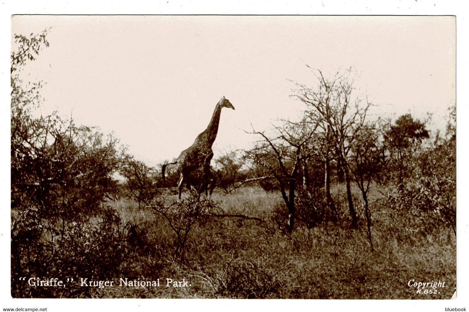 Ref 1526 -  Real Photo Postcard - Giraffe - Kruger National Park - South Africa - Animal Theme - Jirafas