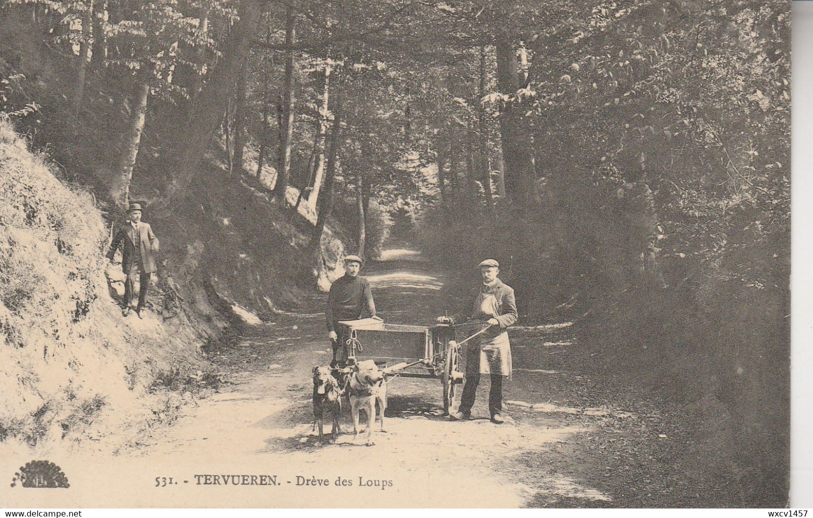 Tervueren  , Tervuren ,  Drève Des Loups ( Attelage De Chiens  Charette à Chien Bruxelles (édit Henri Georges  ,n° 531 ) - Tervuren