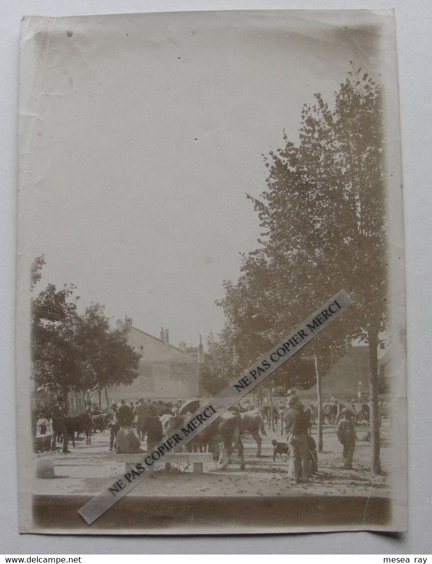 Chaussin 39 Jura Place De La Mairie Marché Aux Bestiaux Bétail Vaches Grande Photo Originale Albuminée Vers 1900 - Lugares