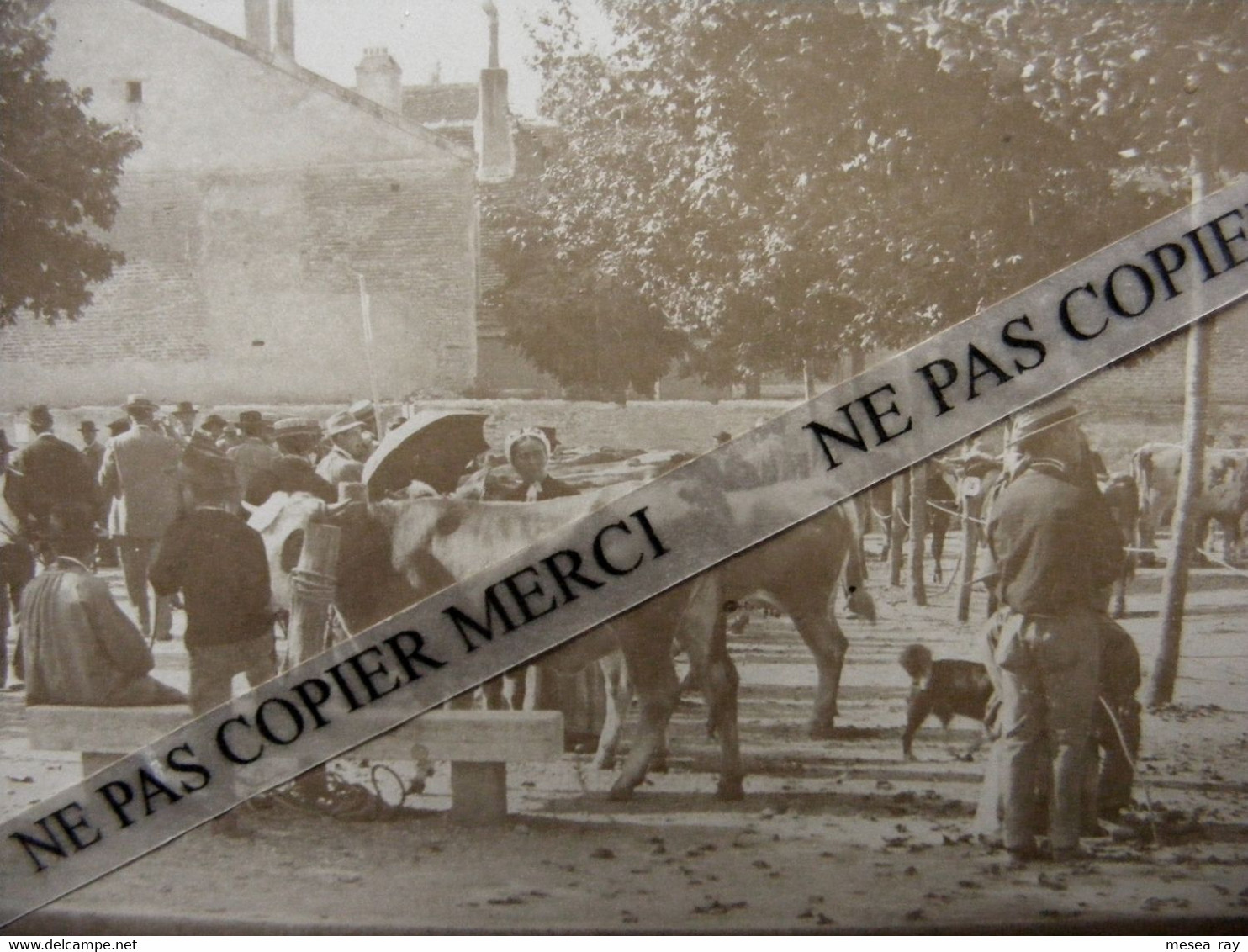 Chaussin 39 Jura Place De La Mairie Marché Aux Bestiaux Bétail Vaches Grande Photo Originale Albuminée Vers 1900 - Lugares