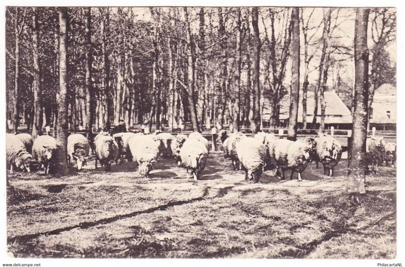 Zuidlaren - Markt Met Schapen / Hotel Van Ess - Zuidlaren