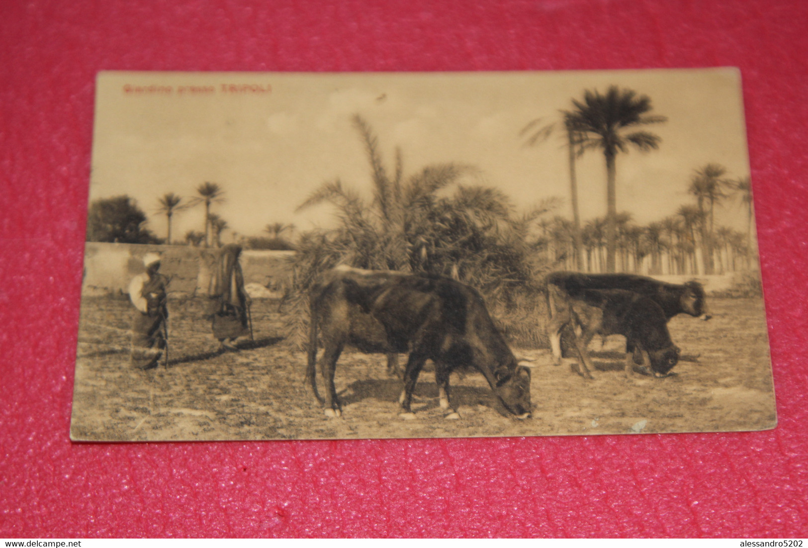 Libia Libya Tripoli Il Giardino Con Mucche Cows 1918 + Timbro Militare Ed. Scrocchi - Libië