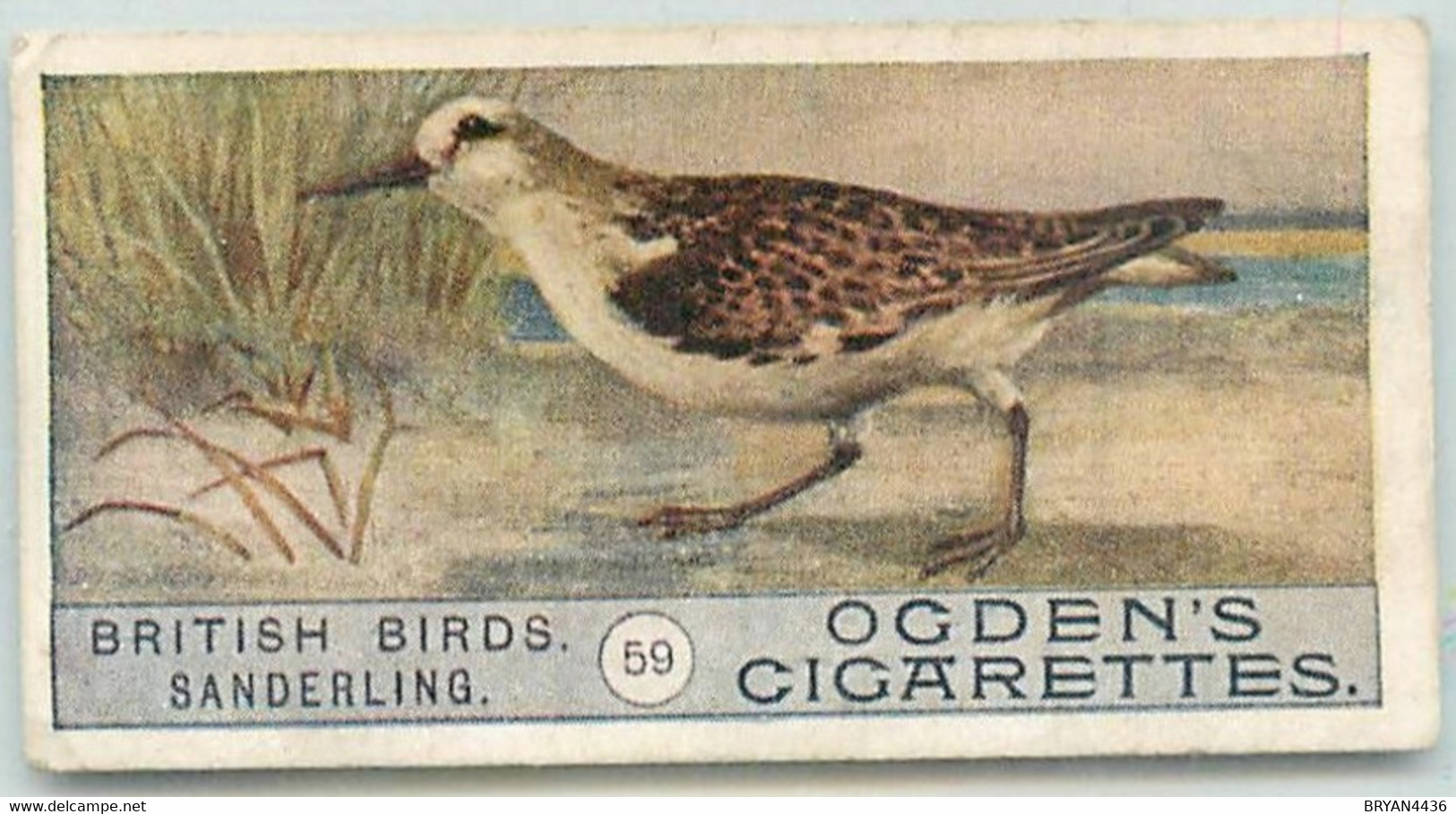 CARTE CIGARETTES  OGDEN'S - BRITISH BIRDS - OISEAUX - " SANDERLING " - TRES BON ETAT - Ogden's