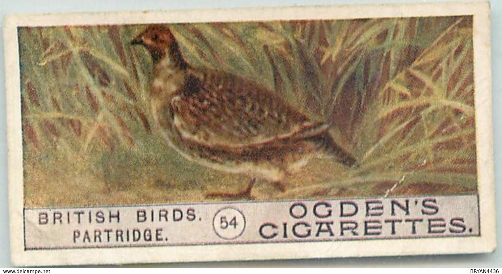 CARTE CIGARETTES  OGDEN'S - BRITISH BIRDS - OISEAUX - " PARTRIDGE " - TRES BON ETAT - Ogden's