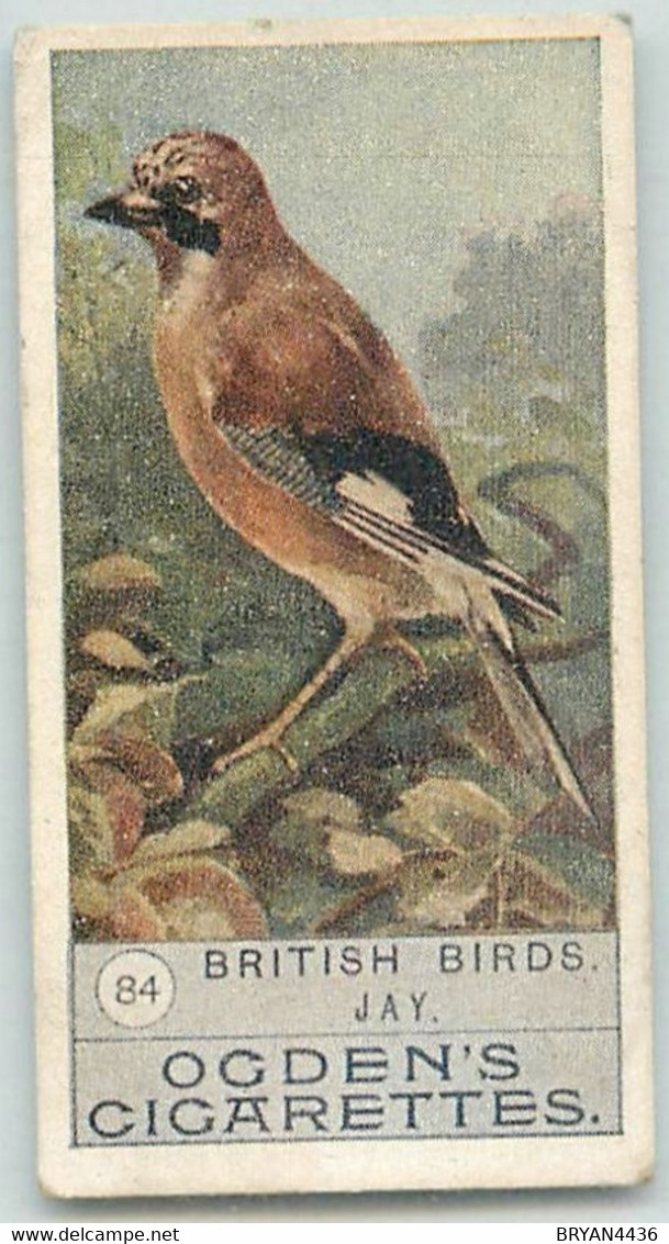 CARTE CIGARETTES  OGDEN'S - BRITISH BIRDS - OISEAUX - " JAY " - TRES BON ETAT - Ogden's