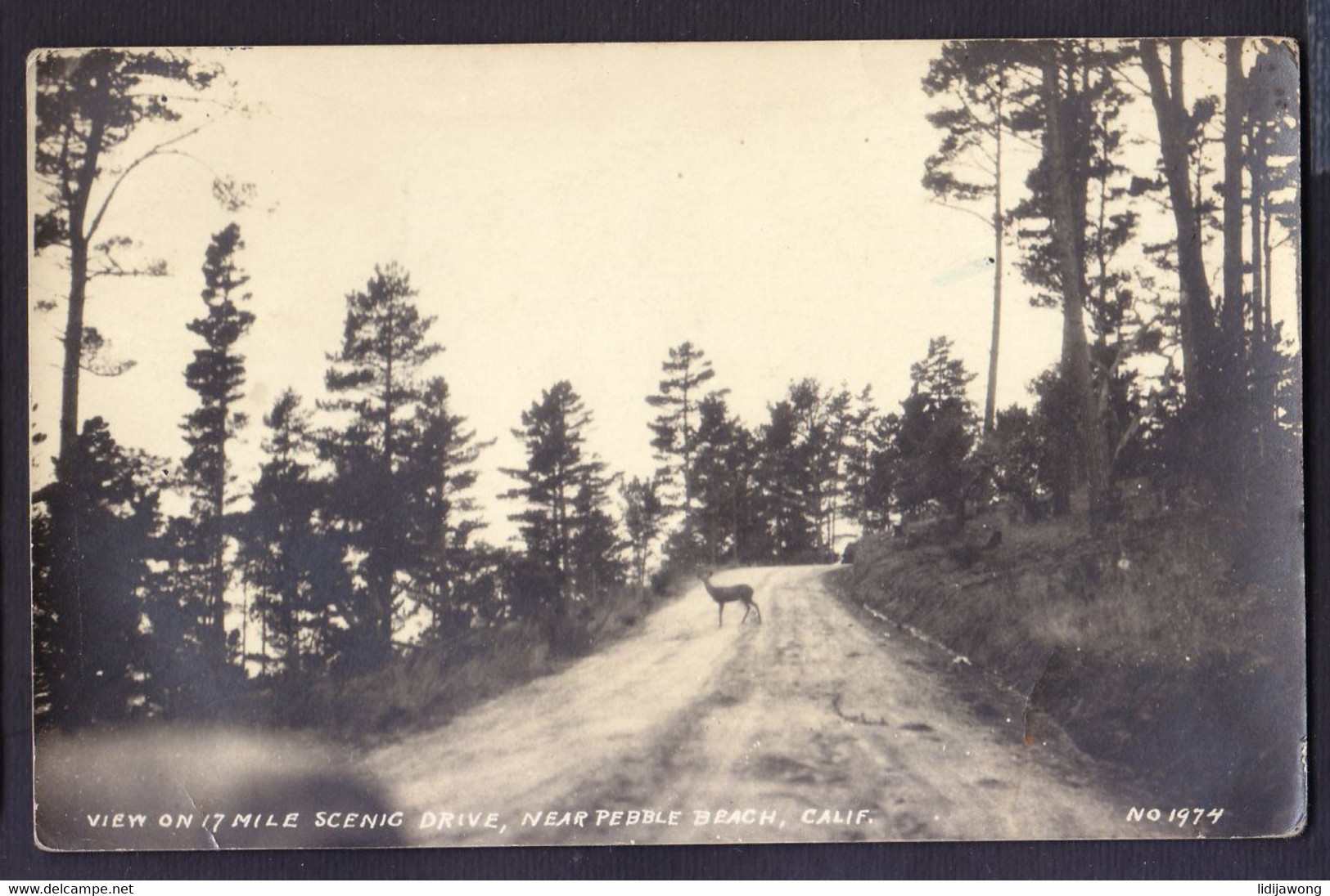 California PEBBLE BEACH 17 Mile Scenic Drive ROE Deer BAMBY Postcard RPPC 1923 To Montenegro Sutomore - San Jose