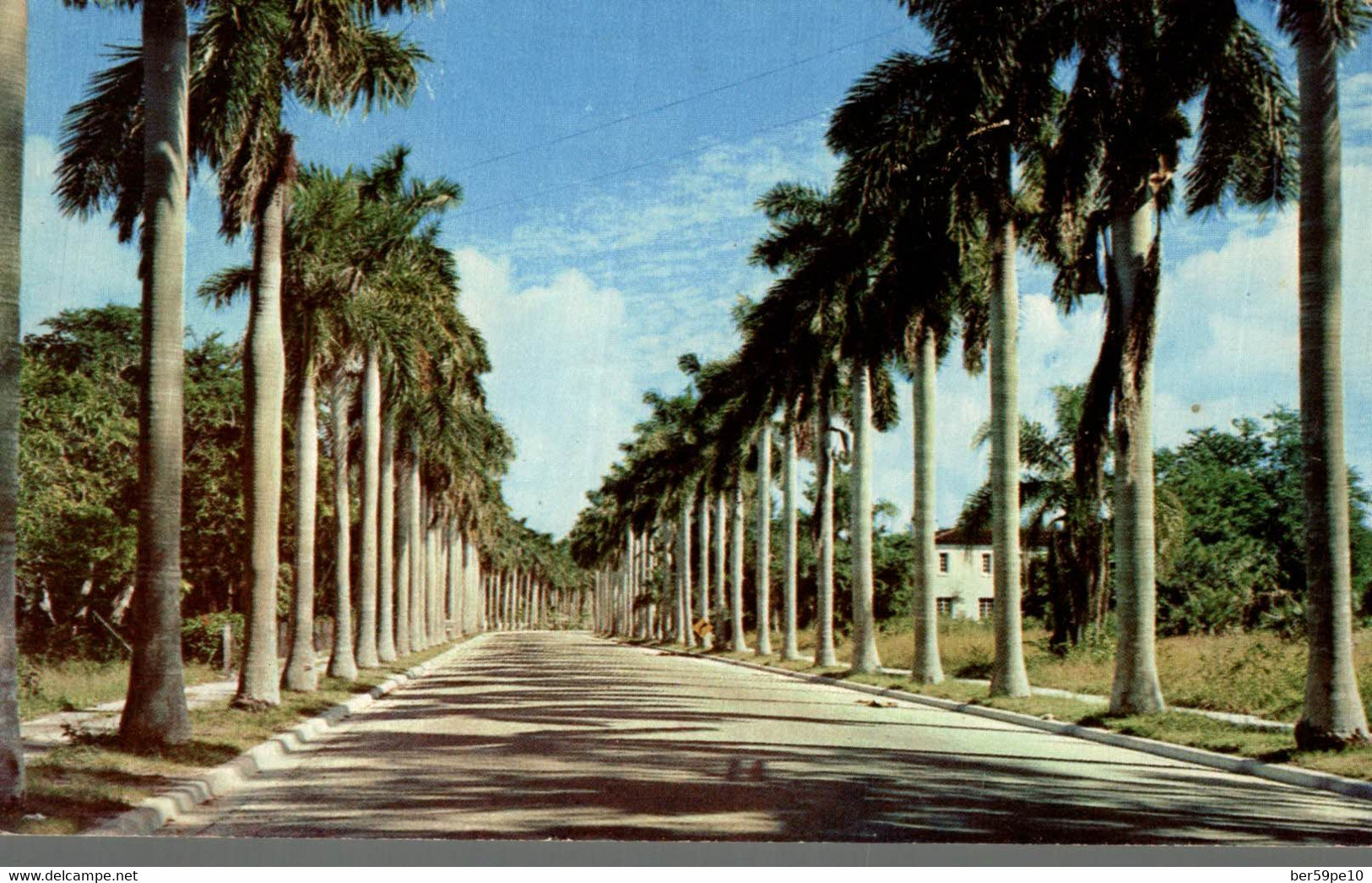 USA MAJESTIC ROYAL PALMS LINE A WIDE AND DISTINCTIVE AVENUE IN THIS SOUTHERN BEATY SCENE - Palm Beach