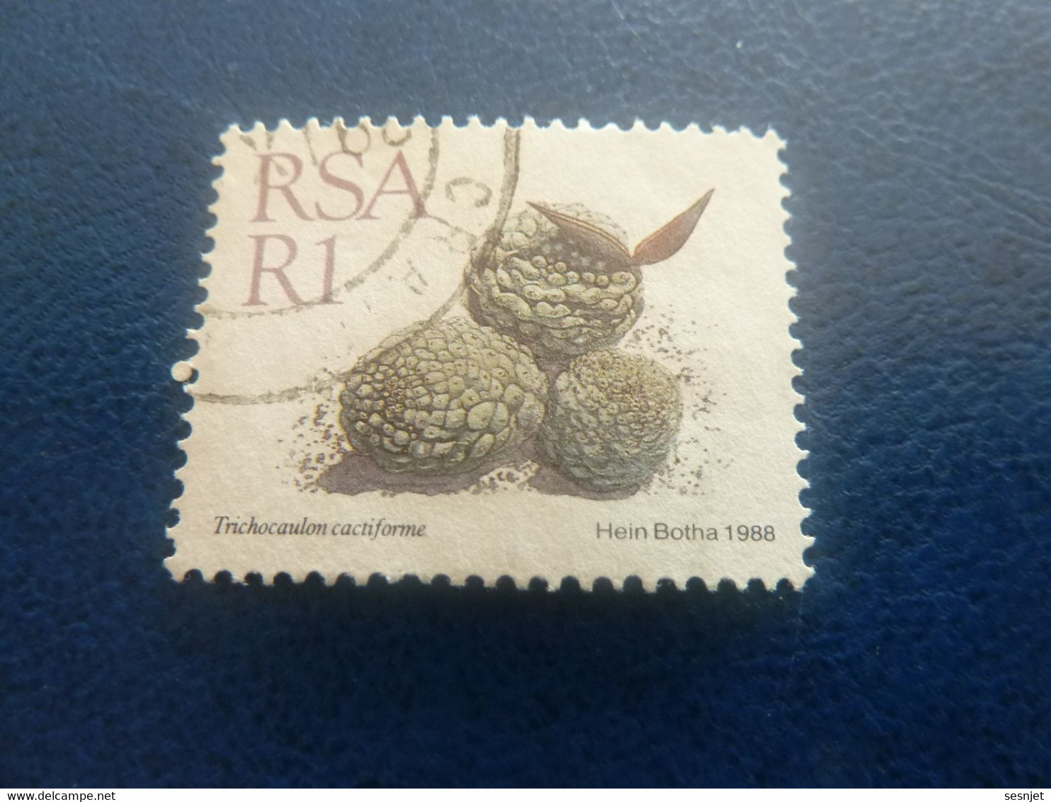 Rsa - Trichocaulon Cactiforme - Hein Botha - R 1 - Multicolore - Oblitéré - Année 1988 - - Used Stamps