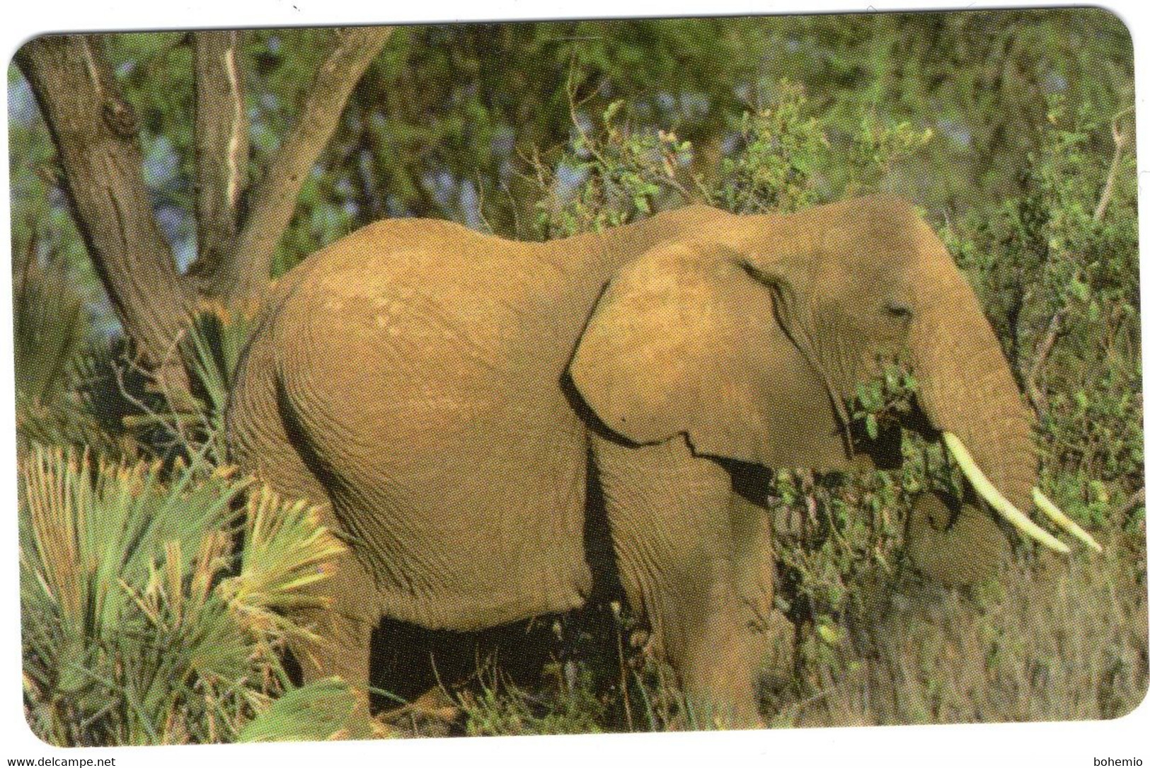 Liberia, Elefante 20.000 Pcs. - Liberia