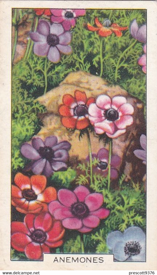 Garden Flowers 1938  - 26 Anemones - Gallaher Cigarette Card - Original - - Gallaher