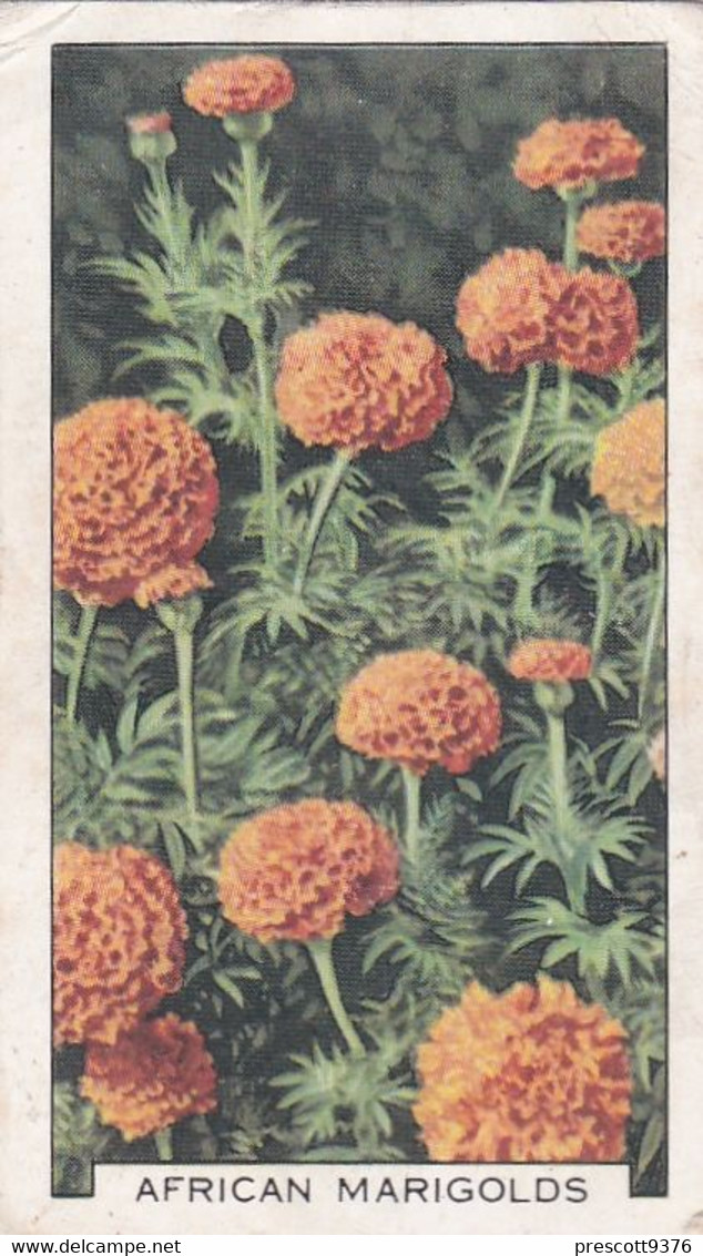 Garden Flowers 1938  - 7 African Marigolds - Gallaher Cigarette Card - Original - - Gallaher