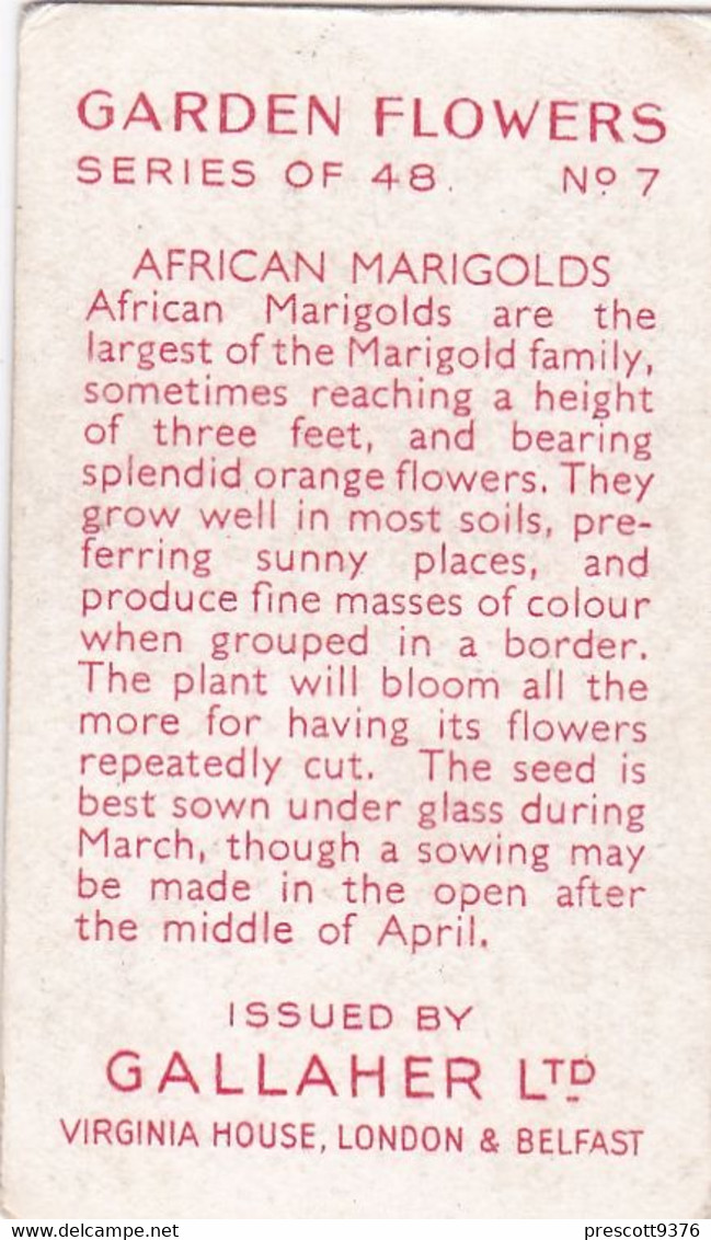 Garden Flowers 1938  - 7 African Marigolds - Gallaher Cigarette Card - Original - - Gallaher