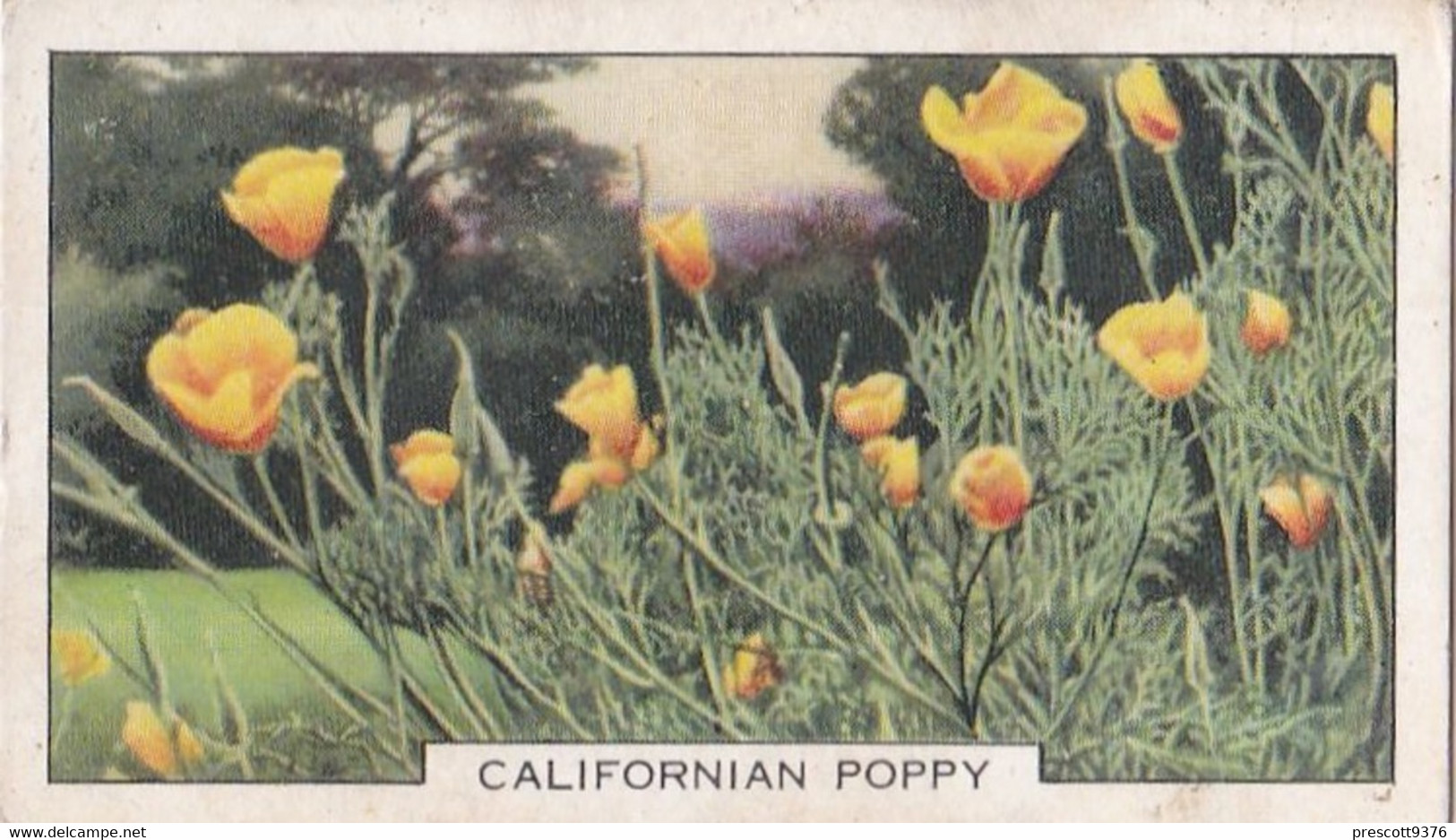 Garden Flowers 1938  - 9 Californian Poppy - Gallaher Cigarette Card - Original - - Gallaher