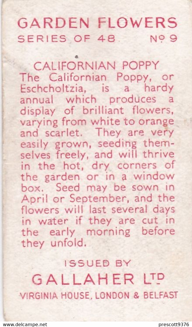 Garden Flowers 1938  - 9 Californian Poppy - Gallaher Cigarette Card - Original - - Gallaher