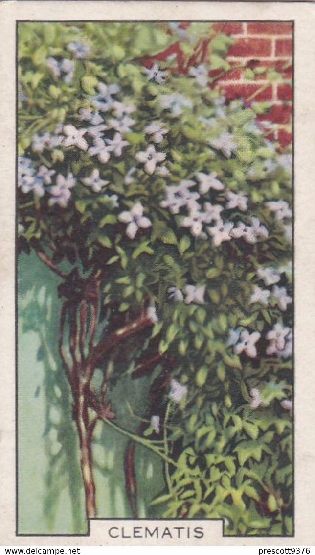 Garden Flowers 1938  - 48 Clematis - Gallaher Cigarette Card - Original - - Gallaher