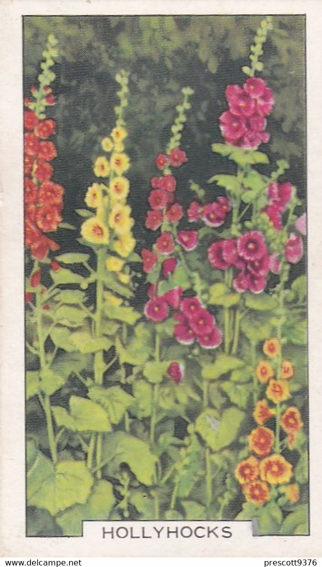 Garden Flowers 1938  - 15 Hollyhocks - Gallaher Cigarette Card - Original - - Gallaher