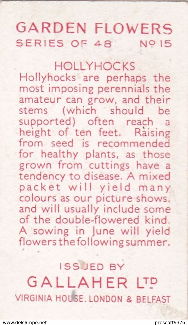 Garden Flowers 1938  - 15 Hollyhocks - Gallaher Cigarette Card - Original - - Gallaher