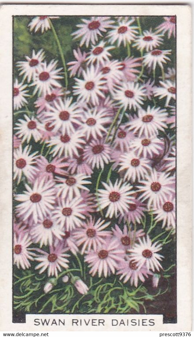 Garden Flowers 1938  - 22 Swan River Daisies - Gallaher Cigarette Card - Original - - Gallaher