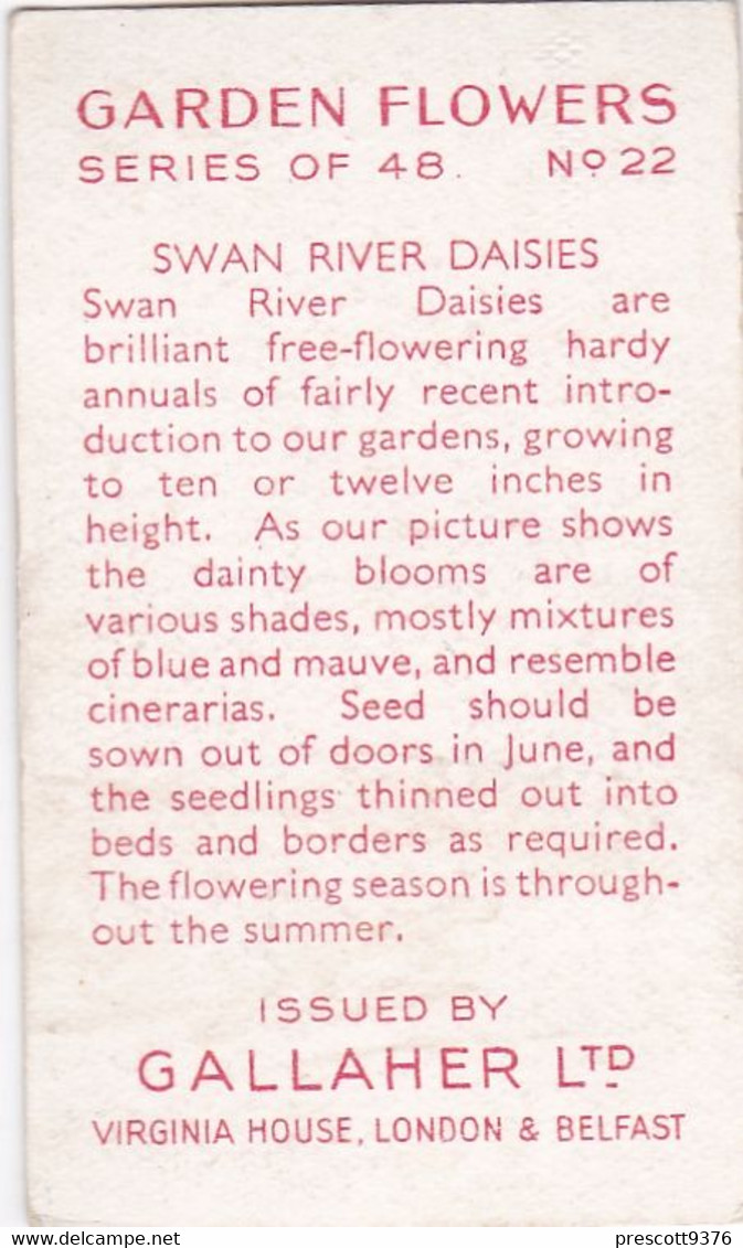 Garden Flowers 1938  - 22 Swan River Daisies - Gallaher Cigarette Card - Original - - Gallaher