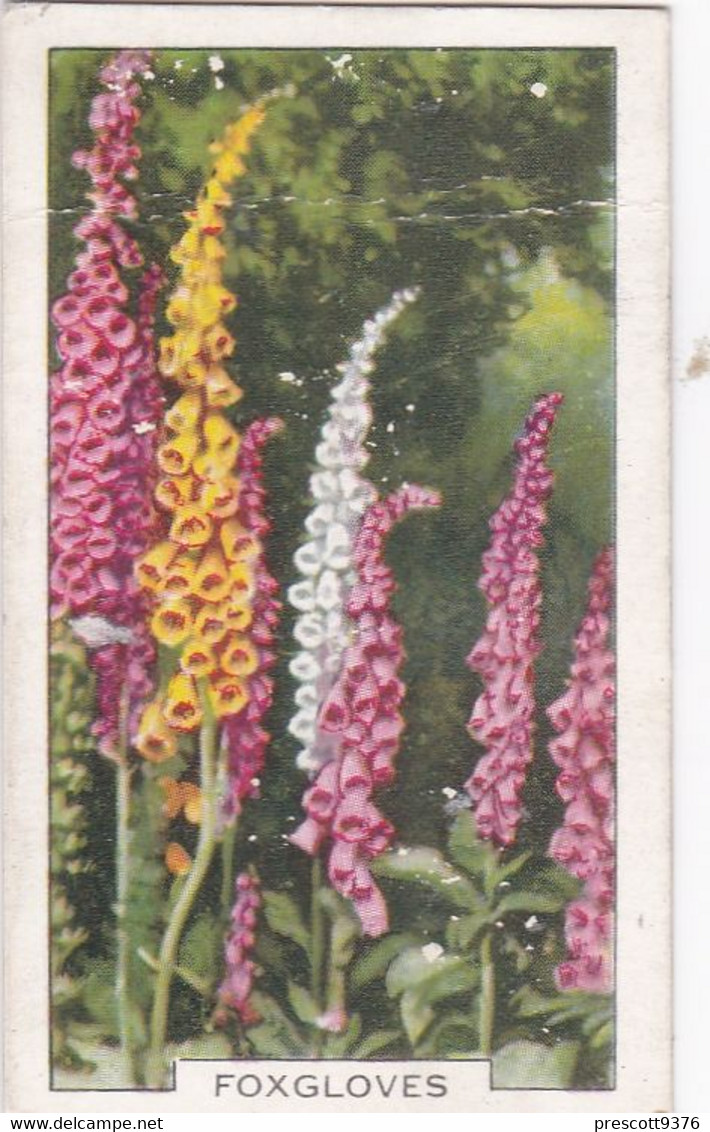 Garden Flowers 1938  - 25 Foxgloves - Gallaher Cigarette Card - Original - - Gallaher