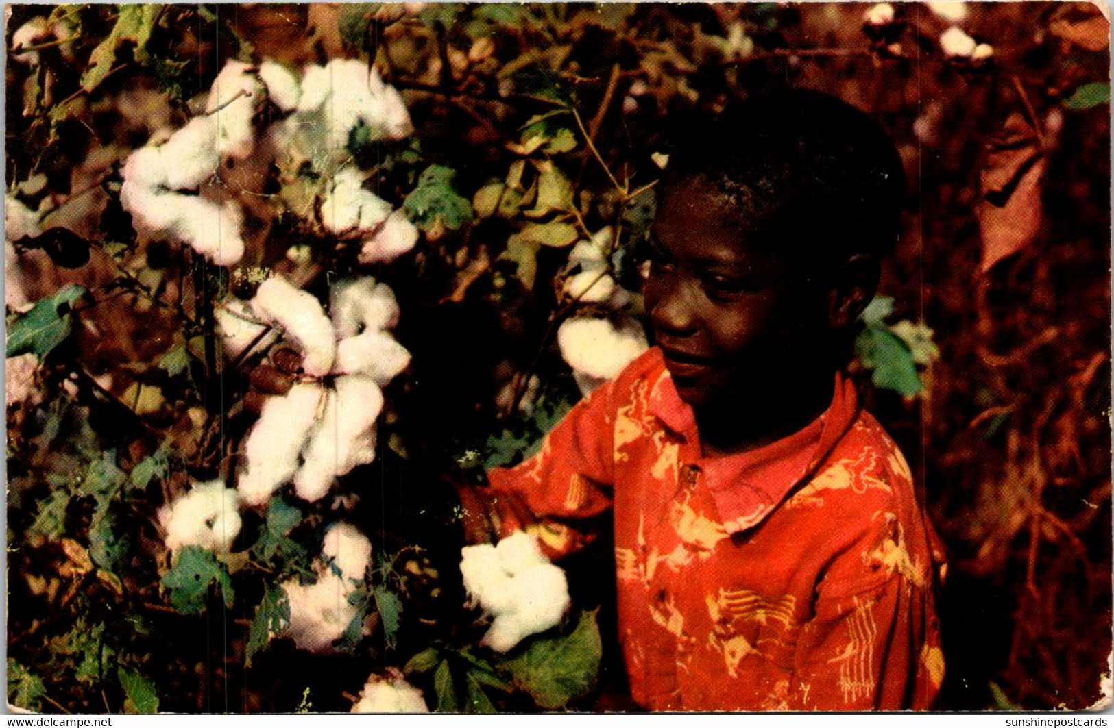 Black Americana Picking Cotton - Black Americana