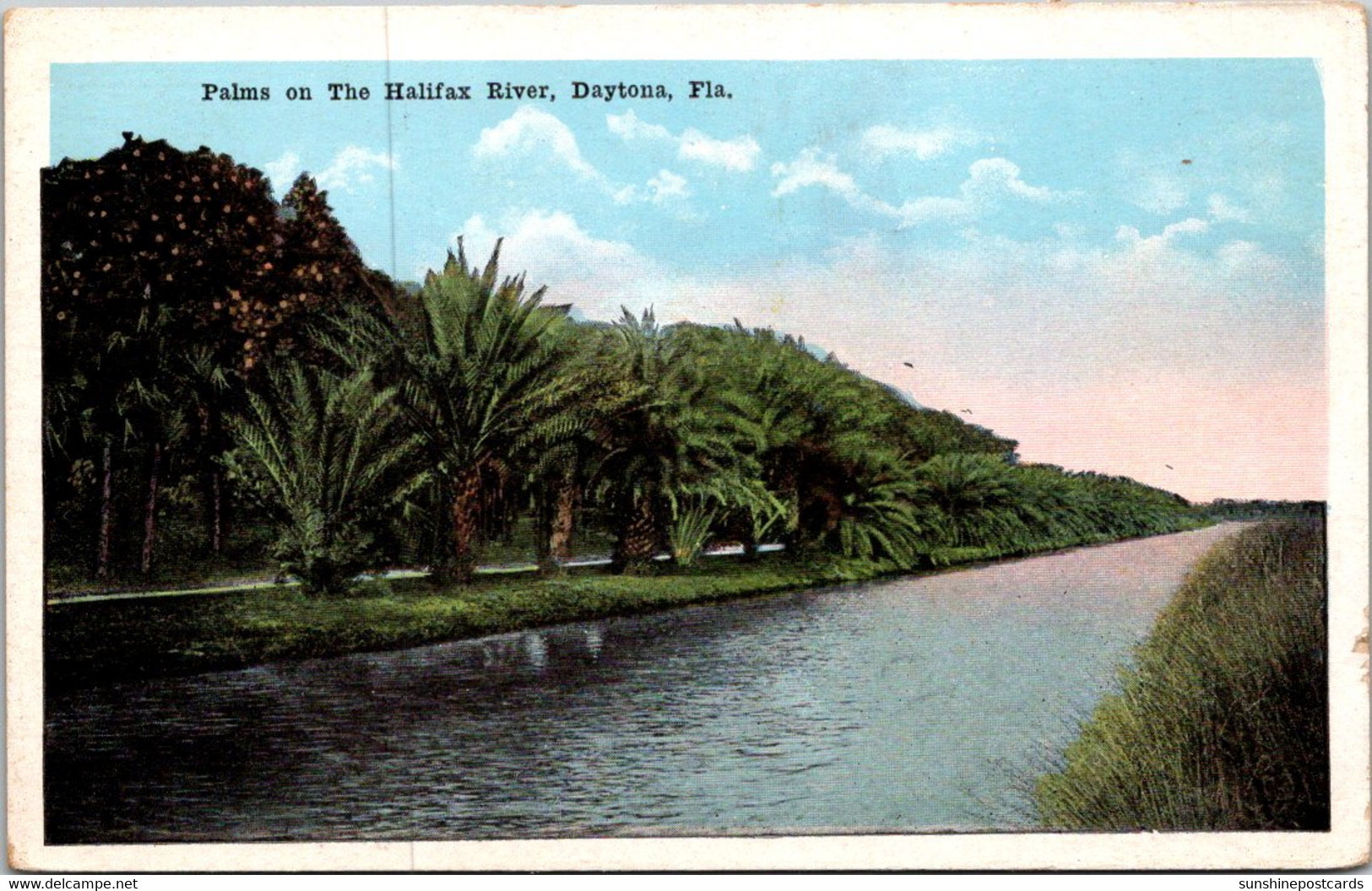 Florida Daytona Palms Along The Halifax River - Daytona