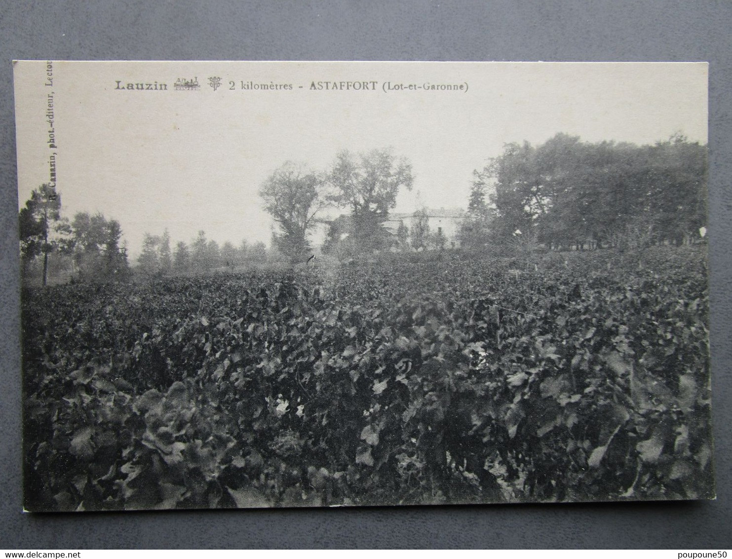 CPA 47 Lot Et Garonne DOMAINE DE LAUZIN  2 Kilomètres ASTAFFORT   - Vignoble Vignes - Camazin Phot édit. Lectoure - Astaffort