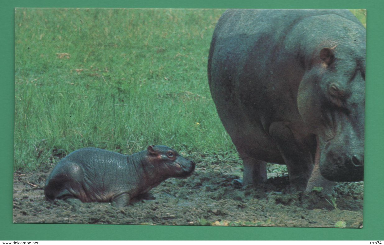 Gabon Hippopotames - Hippopotamuses