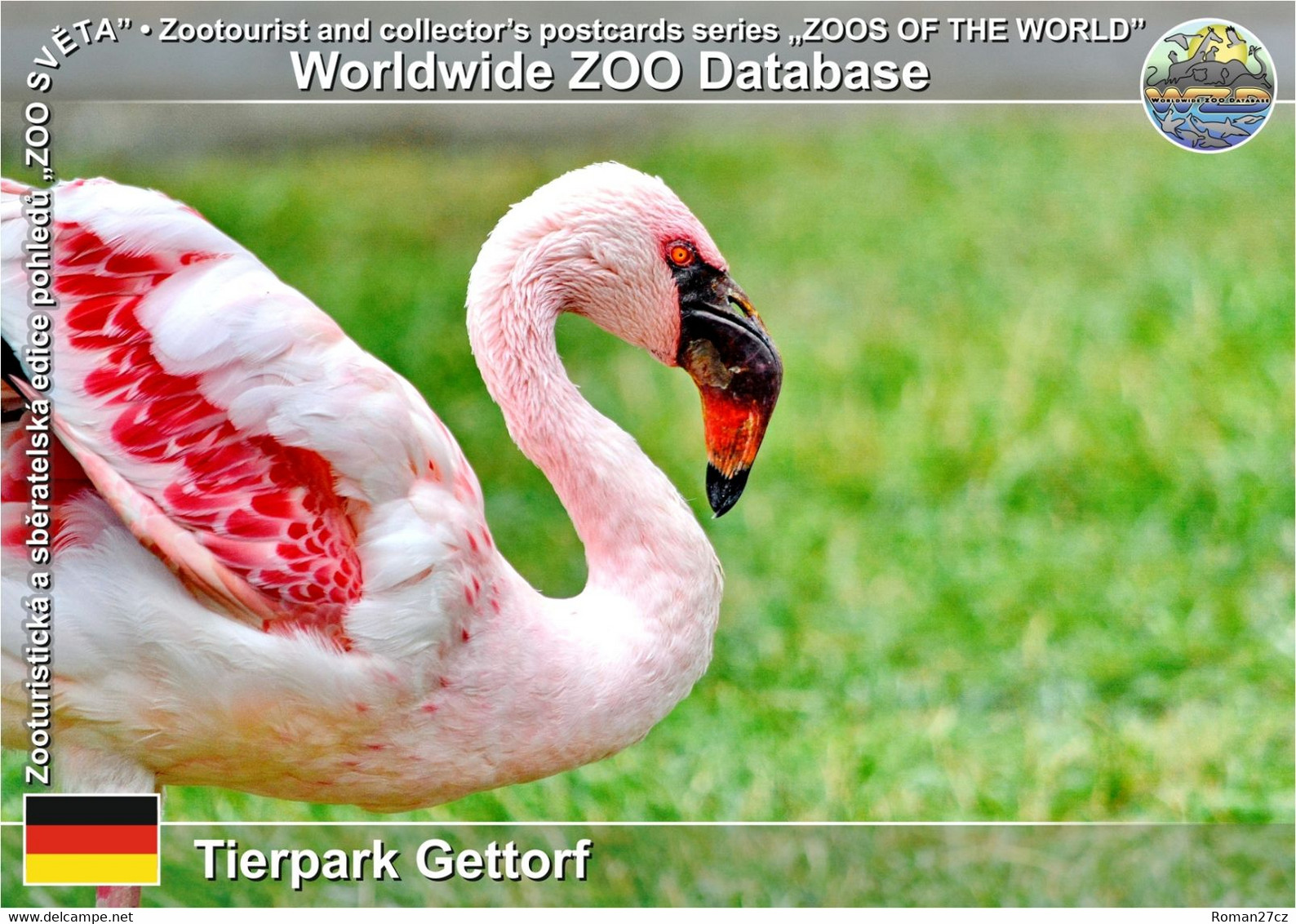 974 Tierpark Gettorf, DE - Lesser Flamingo (Phoeniconaias Minor) - Gettorf