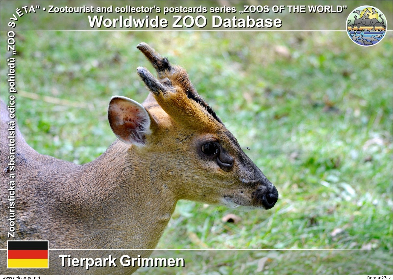 1044 Tierpark Grimmen, DE - Reeve’s Muntjac (Muntiacus Reevesi) - Grimmen