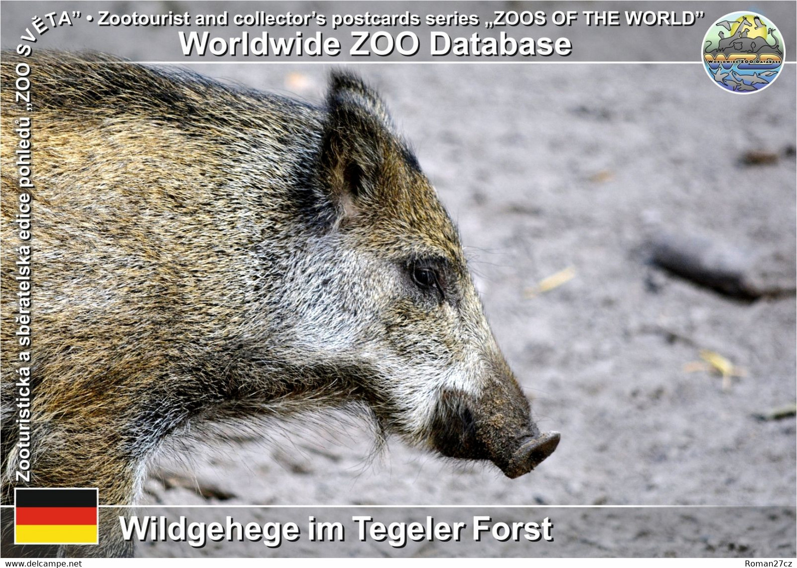 1056 Wildgehege Im Tegeler Forst, DE - Central European Wild Boar (Sus Scrofa Scrofa) - Tegel
