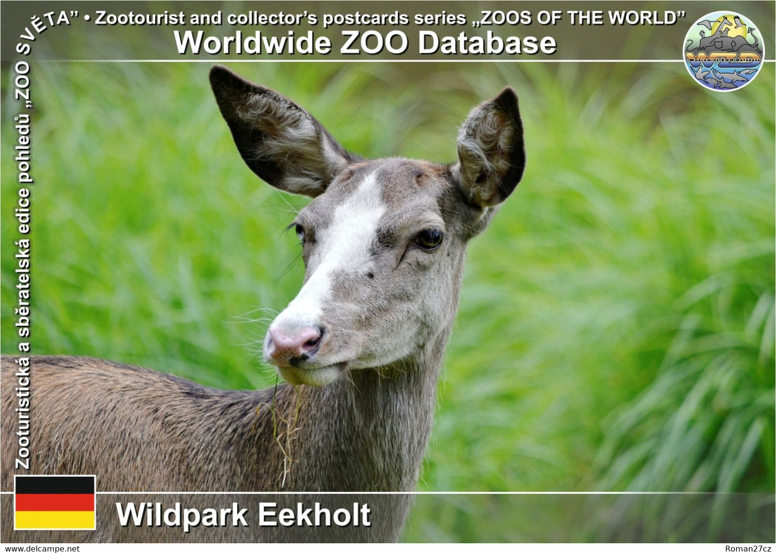 1071 Wildpark Eekholt, DE - Red Deer White-fronted Form (Cervus Elaphus F. "albifrons") - Bad Bramstedt