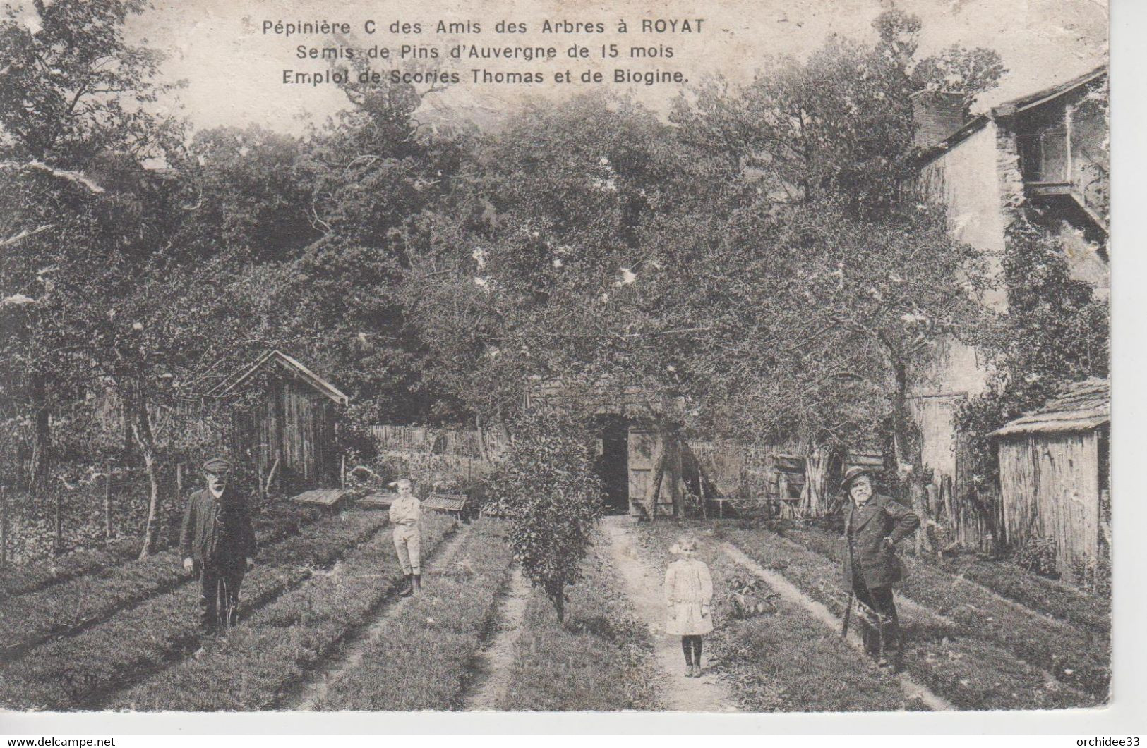 CPA Royat - Pépinière C Des Amis Des Arbres - Semis De Pins D'Auvergne De 15 Mois (avec Jolie Animation) - Royat