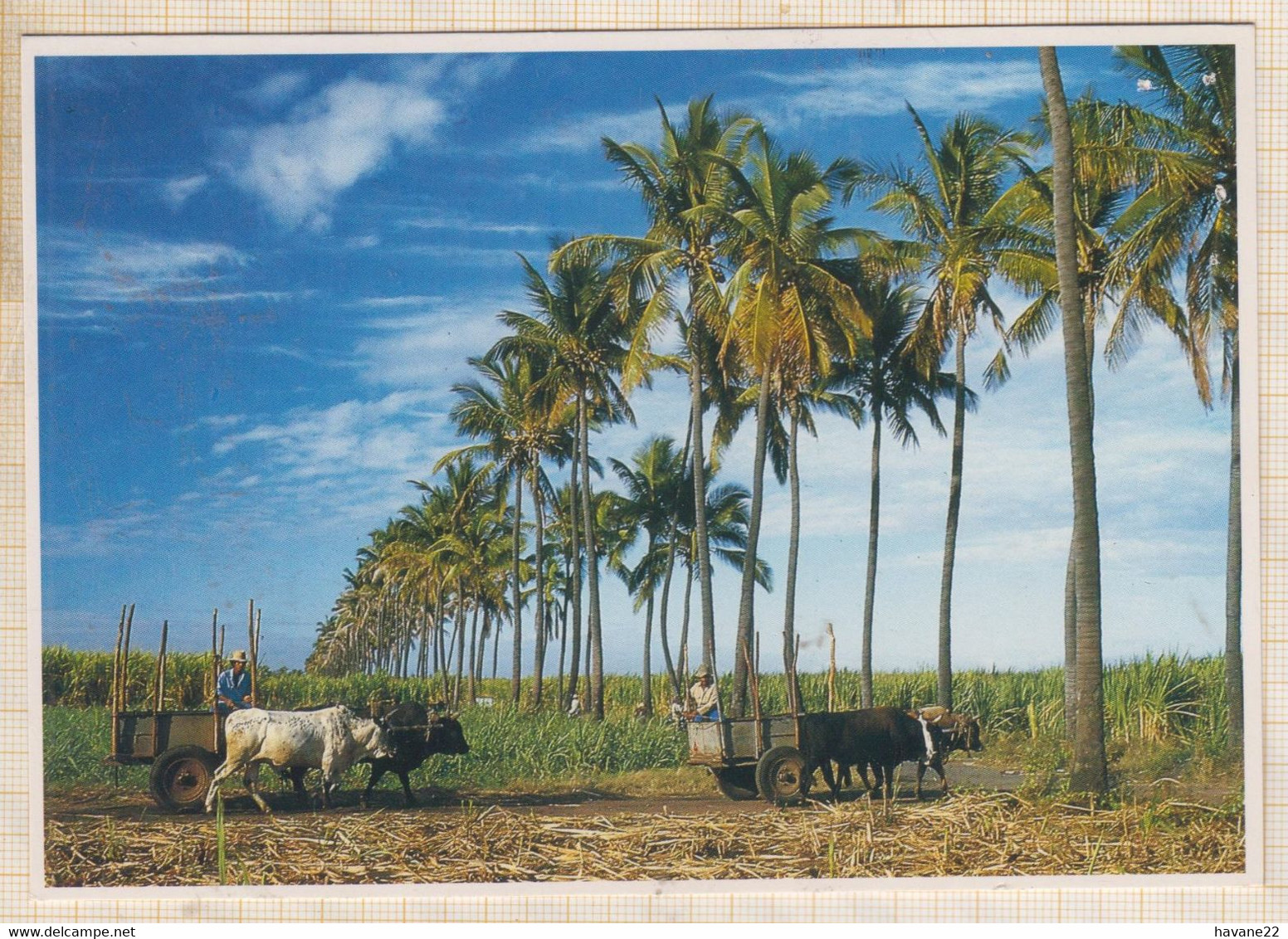 22C516 COULEURS DE LA REUNION CULTURE REMORQUES BOEUFS Petits Trous Punaise - Saint Pierre