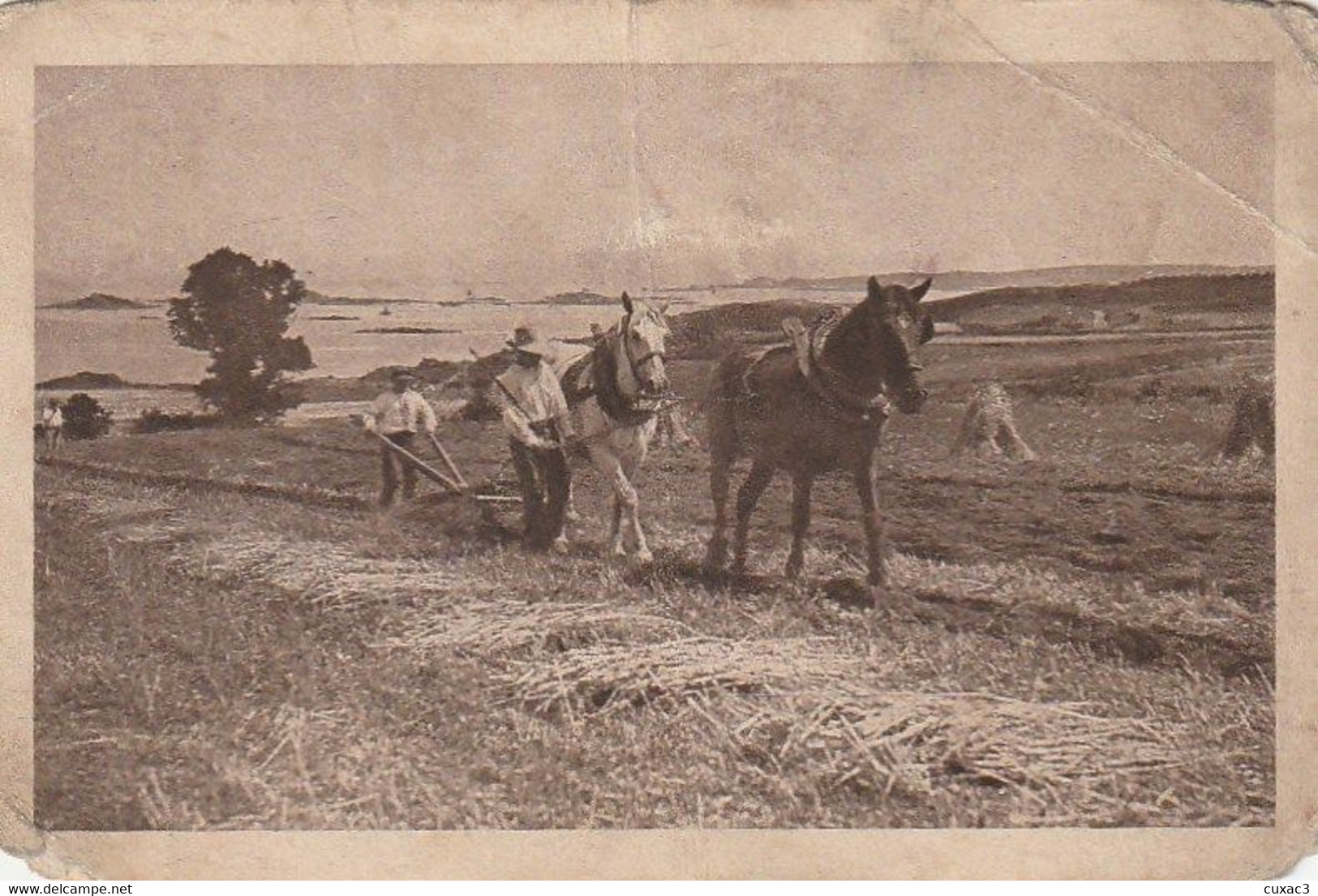 Chevaux , Labour - Attelages