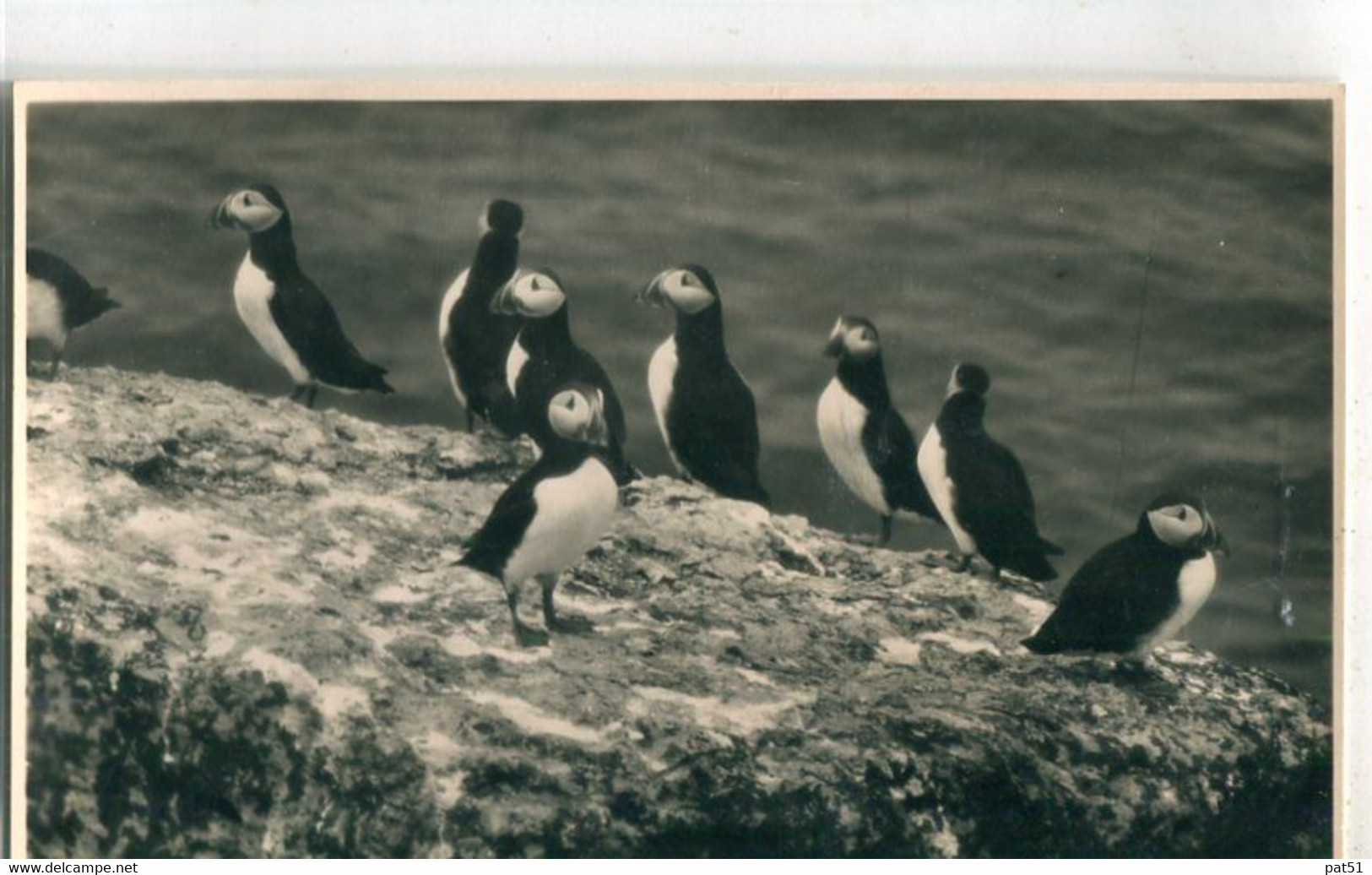 ROYAUME - UNI / UNITED KINGDOM - Anglesey : Photo - Puffin Island - Anglesey