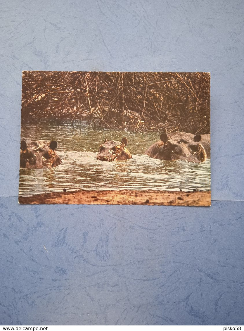 Ippopotami-fg-1974 - Hippopotamuses