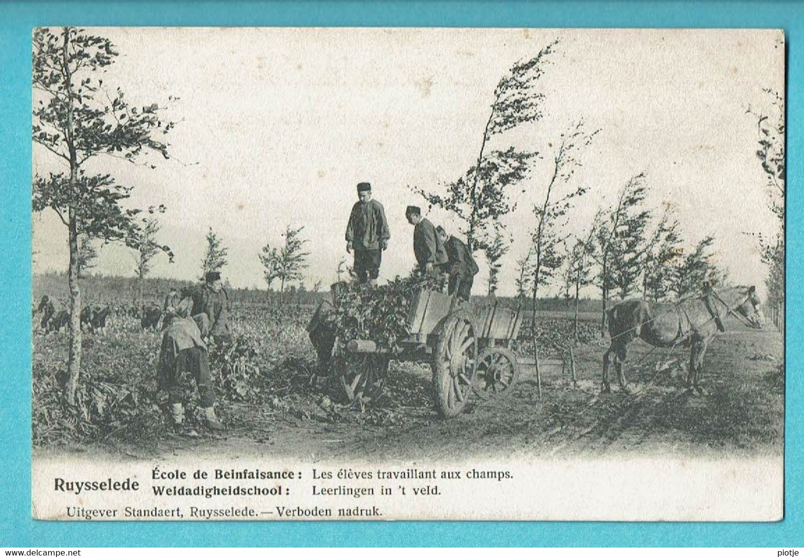 * Ruiselede - Ruysselede * (Uitgever Standaert) école De Bienfaisance, élèves Travaillant Aux Champs, Attelage Cheval - Ruiselede