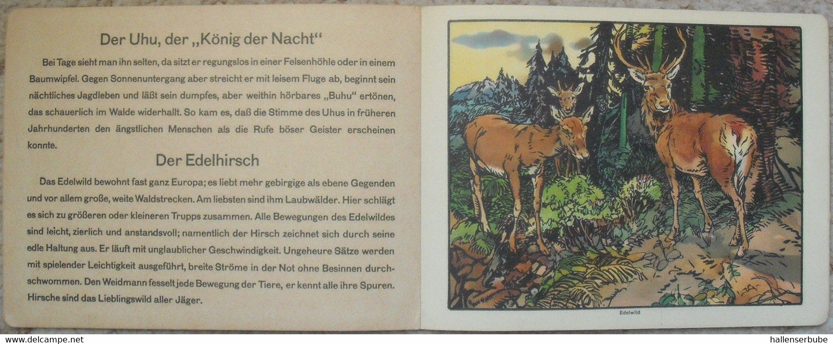 Die Tiere des Waldes * Carl Fahringer * Verlag Jos. Scholz, Mainz 1927