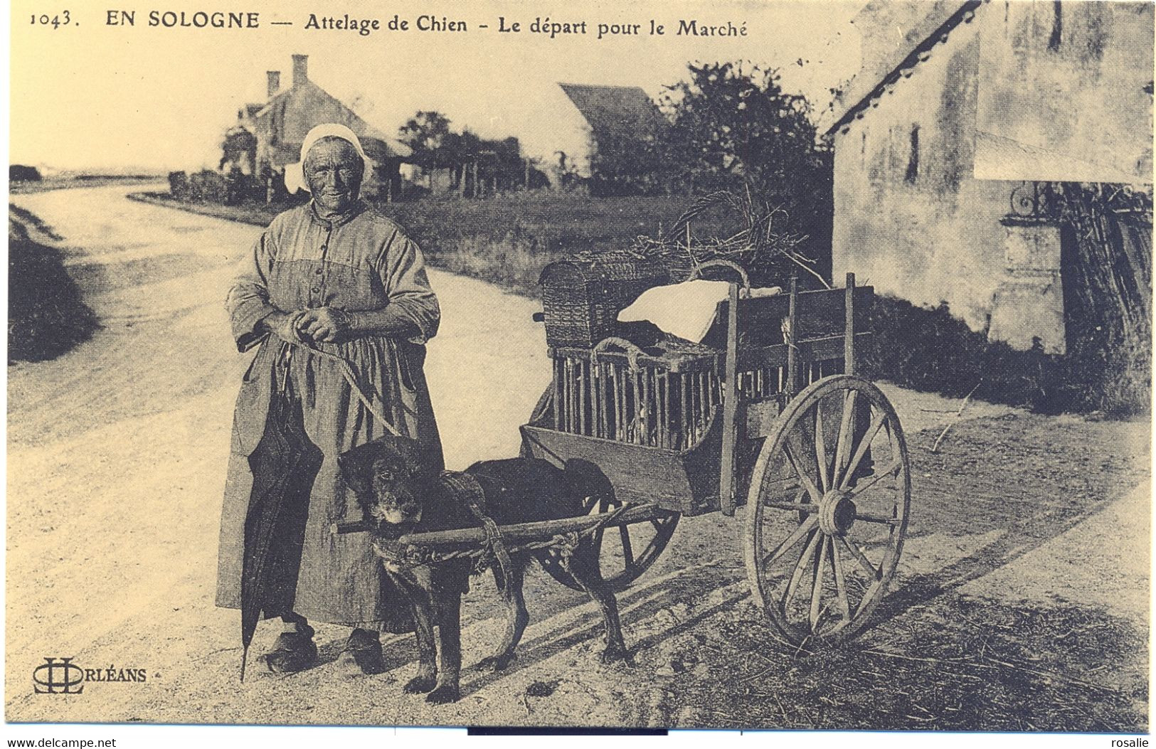 SOLOGNE ATTELAGE De CHIEN  Départ Pour Le Marché - Dogs