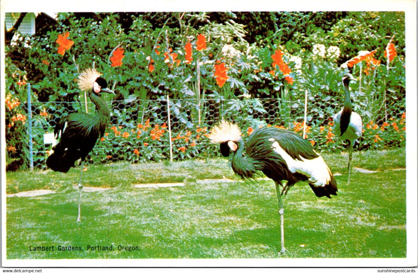 Oregon Portland Lambert Gardens African Crowned Cranes And Demoiselle Cranes - Portland