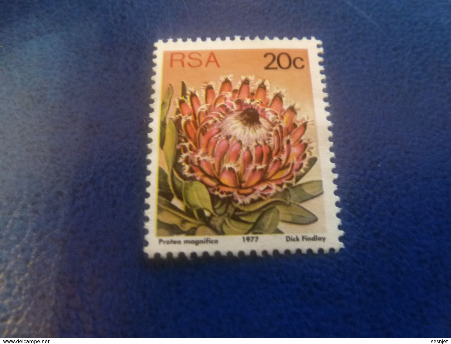 Rsa - Protea Punctata - Dick Findlay - 20 C. - Multicolore - Non Oblitéré - Année 1977 - - Gebruikt