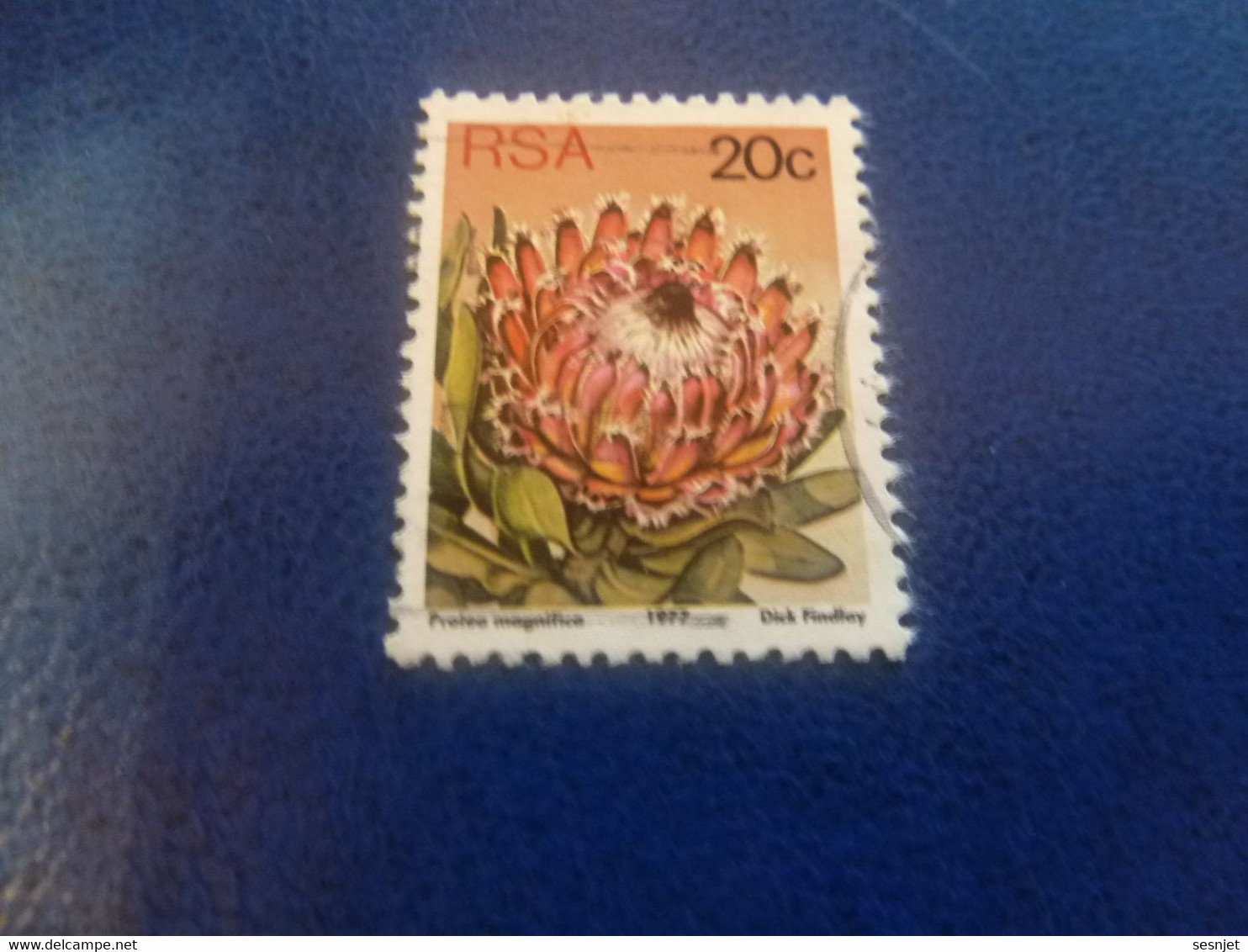 Rsa - Protea Punctata - Dick Findlay - 20 C. - Multicolore - Oblitéré - Année 1977 - - Gebruikt
