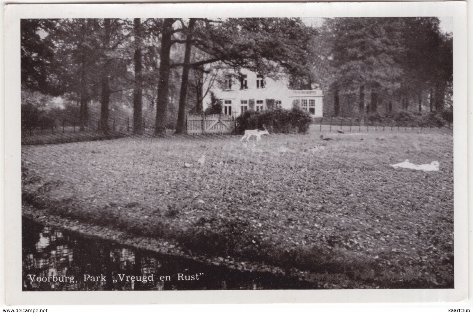 Voorburg,  Park 'Vrijheid En Rust' - (Zuid-Holland, Nederland) - No. 677 - Hert, Zwanen - Voorburg