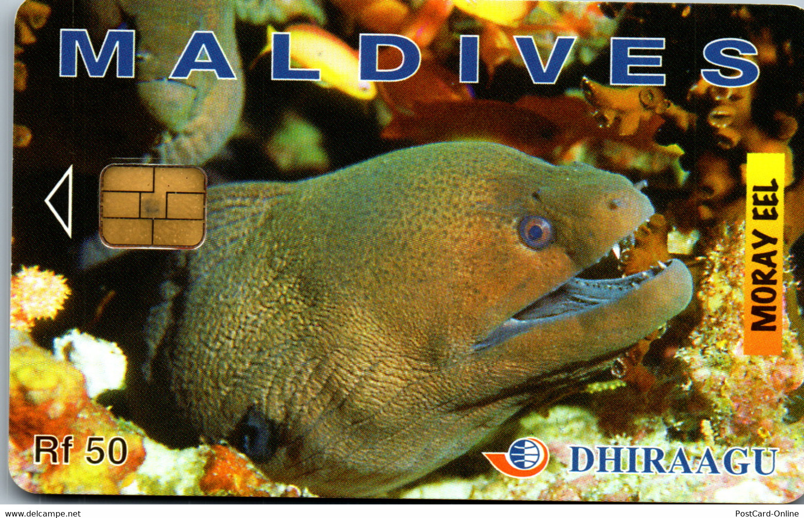 31064 - Malediven - Dhiraagu , Moray Eel , Moräne , Fisch , Fish - Maldivas