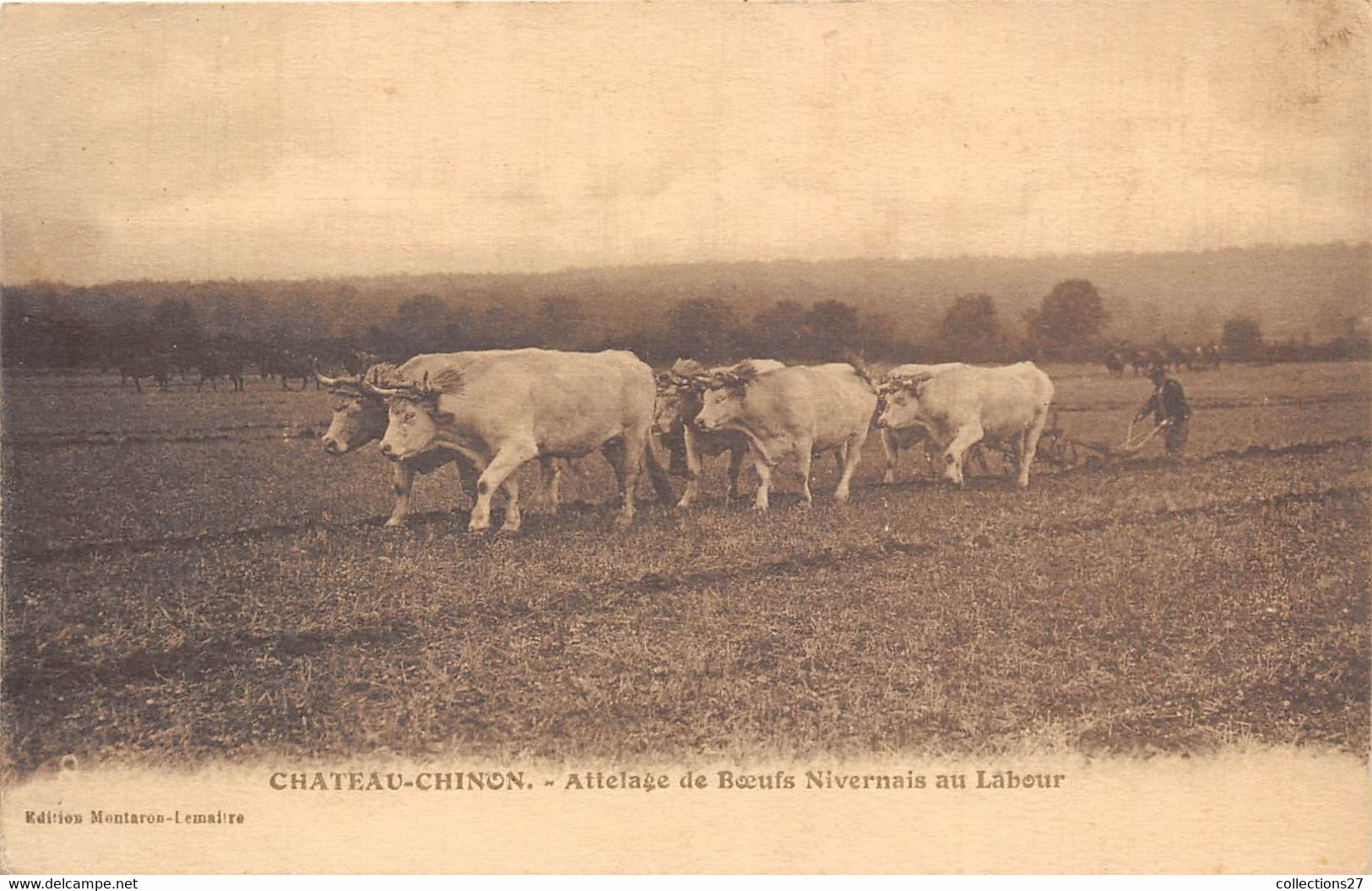 58-CHATEAU-CHINON- ATTELAGE DE BŒUFS NIVERNAIS AU LABOUR - Chateau Chinon